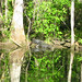 Alligator Canal   DSCN3356