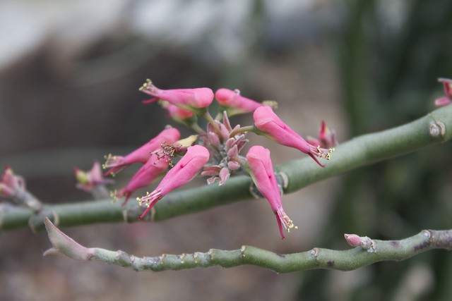 Flowering Pedilanthus tithymaloides variegata "Variegated Devil's Backbone" (Florida, Mexico)