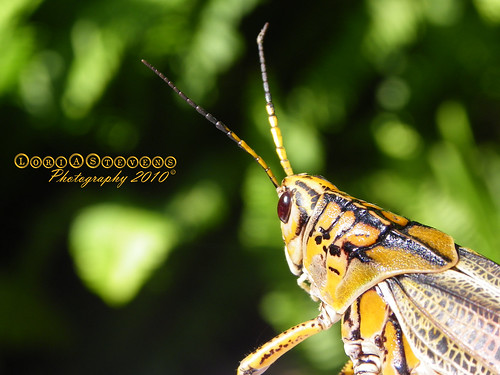 florida bokeh grasshopper romaleamicroptera