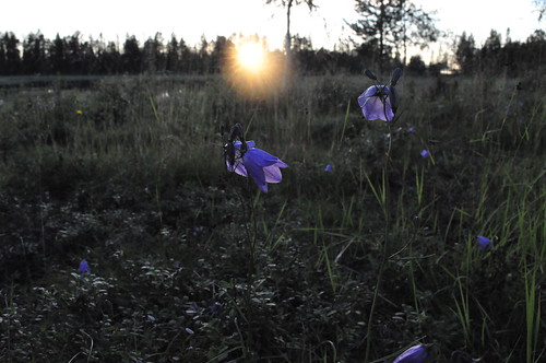flowers sunset summer sweden lappland july lapland bluebell 2010 letch blåklocka bellonäs