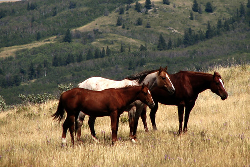 horses montana unitedstates roadtrip northamerica rockymountains thewest