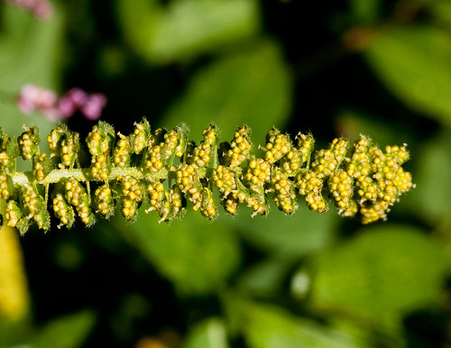 al pennsylvania herb asteraceae elverson ambrosiatrifida asterales l31 giantragweed chesterco rb938