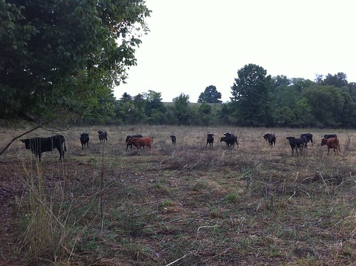 cows farm bulls iphone