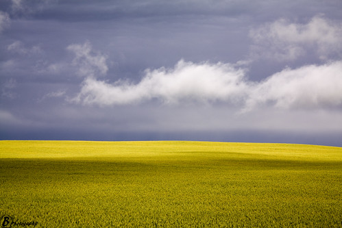 blue nature field yellow clouds wheat crop fields
