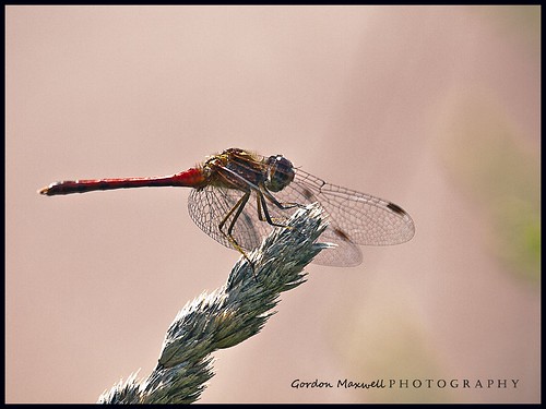 macro dragonflies olympus e3 zuiko bowmanville flickrgolfclub 14xteleconveter 50200mm28 cootspond
