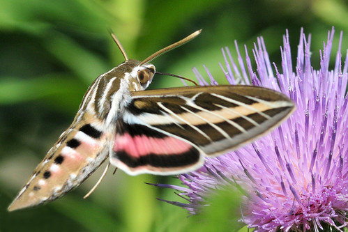 park sphinx creek moth kansas wichita chisholm whitelined chisholmcreekpark