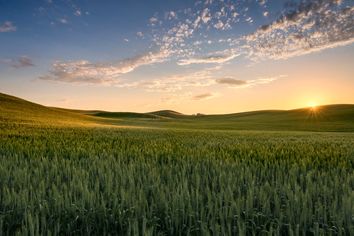 sunset wheatfields palouse easternwashingtonstate farm wheatgrowing greenwheat rollinghills landscape empty noone noperson wheat sky washingtonstate agriculture rural countryside crop summer field nature bluesky summersky plantsgrowing wideopenspaces solitude easternwashington