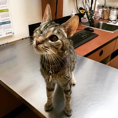 Maggie at the vet