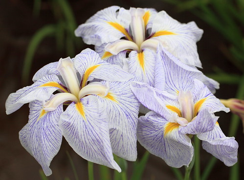 Japanese water iris / Iris ensata var. ensata / 花菖蒲(ハナショウブ)