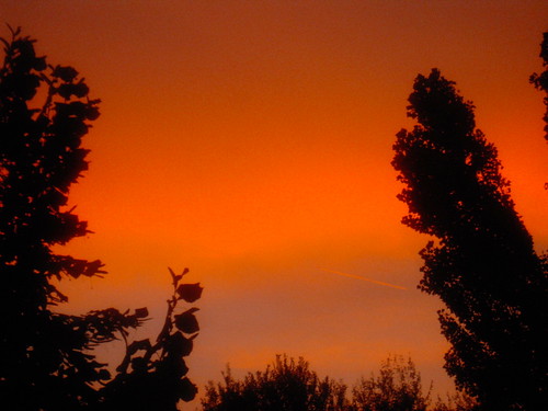 trees sunset red alberi tramonto july psychedelic rosso nwn luglio redblack rossonero psichedelico nikoncoolpixs610