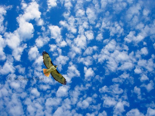 wild sky kite bird clouds freedom flying interesting nikon eagle hawk tail flight feathers free prey predator birdofprey scattered d90