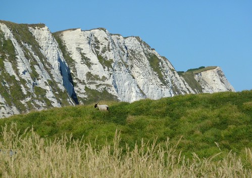 england cliff kent sheep cliffs whitecliffs engeland whitecliffsofdover p1210793
