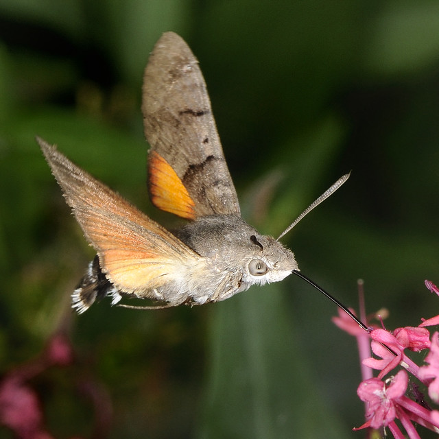 Hummingbird Hawkmoth | Hummingbird hawk-moth feeding on clas… | Flickr ...