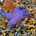 Purple starfish at low tide
