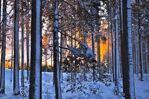 winter white snow color forest nikon sweden sverige suecia d5000 colorphotoaward