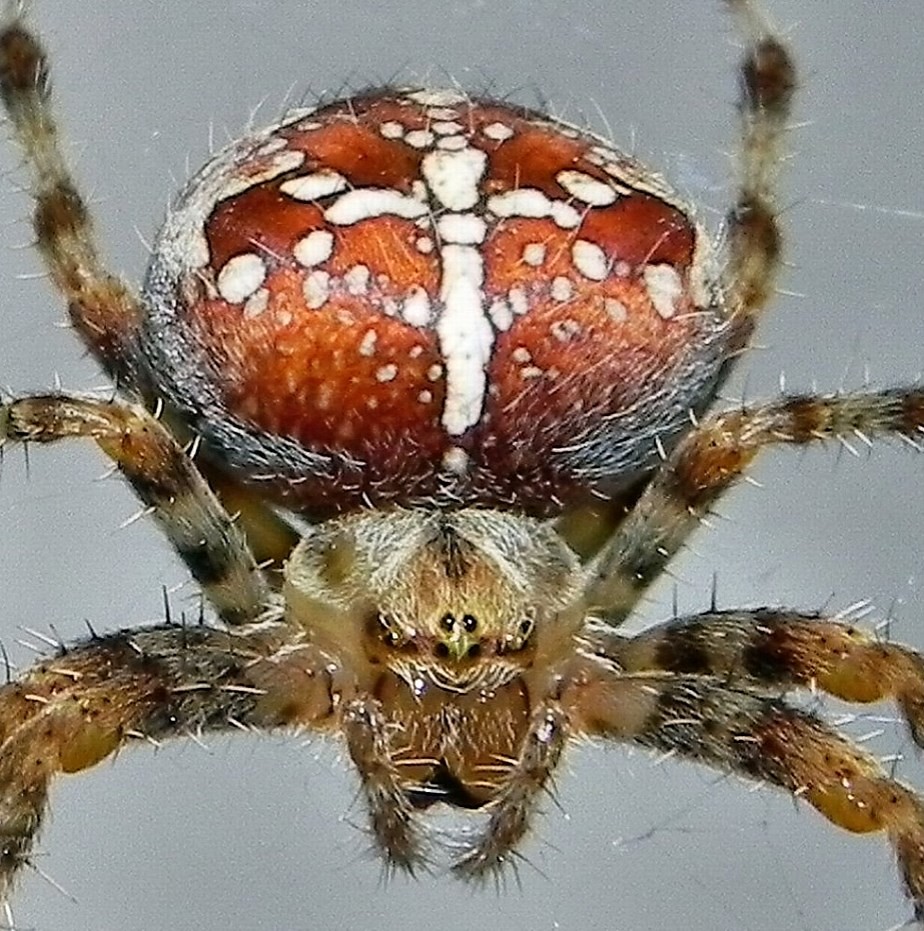 Common Garden Spider Araneus Diadematus Nikon P100 Dscn3 Flickr
