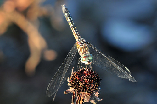 park blue female creek dragonfly kansas wichita dasher chisholm chisholmcreekpark