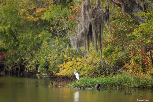 bird mobile landscape wildlife alabama bayou swamp spanishmoss egret wetland gulfcoast mobiletensawdelta trex7000