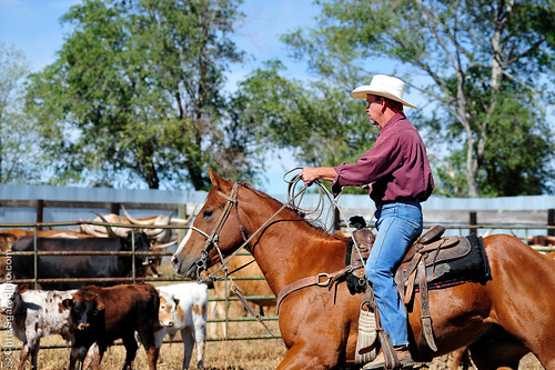 ranch horse usa cowboy colorado coloradosprings land longhorn acres calf izzy branding calves gather ropping