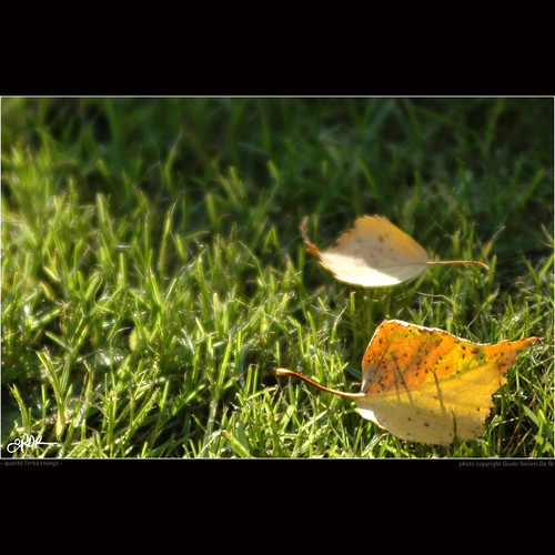 autumn fall grass leaves foglie nikon poetry poem erba poesia autunno soe indianajones homeshots project52 nonsonoglianniamoresonoichilometri guidoranieridare