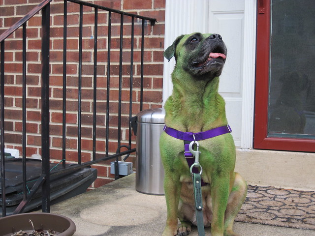 The InGretable Hulk. Greta painted green and sitting on the porch with a doggie smile.