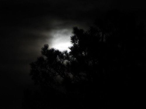 moon cloudy firtrees
