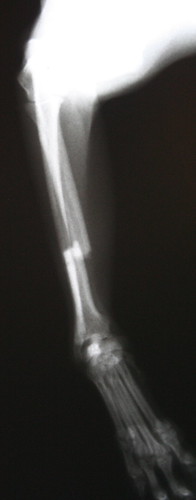 break arm leg fracture radius ulna radiograph toybreed diaphysis diaphyseal