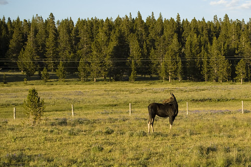 wildlife shell moose wyoming seattlebound bighornnationalforest