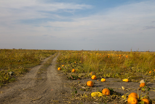 pumpkin farm ashley srj