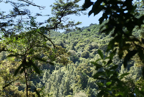 forest hike dayout kiriwhakapapa curiouskiwi:posted=2010
