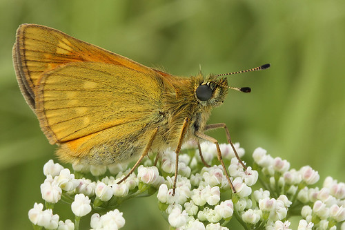 macro nature closeup canon butterfly insect moth skipper lepidoptera ochlodessylvanus largeskipper hesperiidae hesperiid