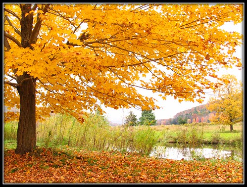 autumn ny newyork fall yellow asp sugarmaple alleganystatepark quakerlake quakerrun theenchantedmountains