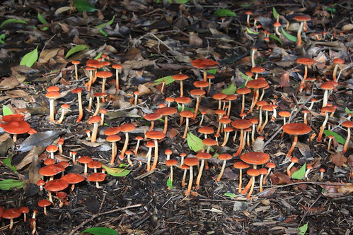184_7450  a forest of orange fungi - Stropharia aurantiaca