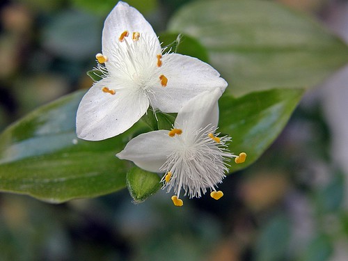 florcitas de santa lucia blanca  (Tradescantia fluminensis)