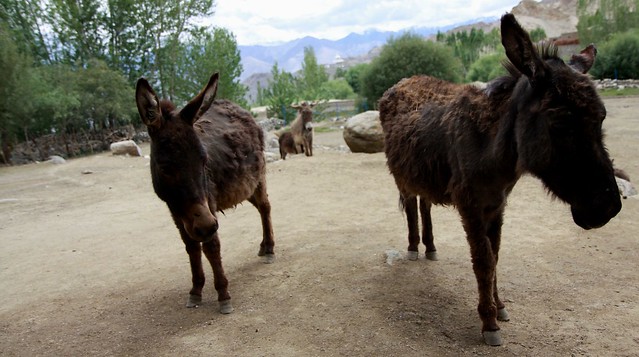 donkey sanctuary leh