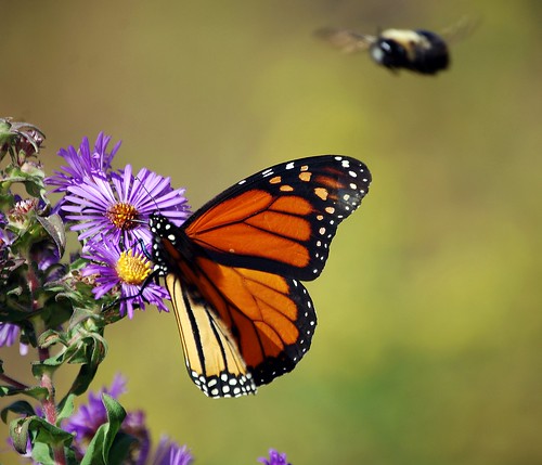 county butterfly jones hamilton indiana bee monarch dennis westfield coolcreekpark photocontesttnc11 dailynaturetnc11