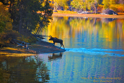 autumn water reflections moose wyoming tetons silouhette bullmoose fallseason oxbowbend aspenbreeze topphotospots tpslandscape gpsetest