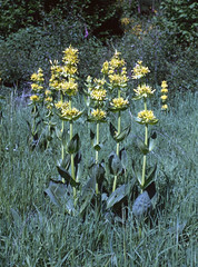 Gentianes jaunes (Gentiana lutea, gentianacées) - Photo of Saint-Martial-le-Vieux