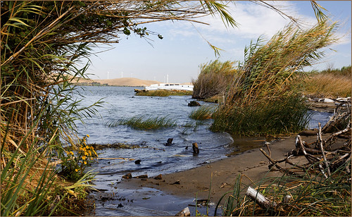 river shipwreck sacramentocounty sacramentoriver abandonedboat ruralscene californiadelta shermanisland beautifulexpression