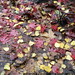 autumn leaves   only remaining on the ground