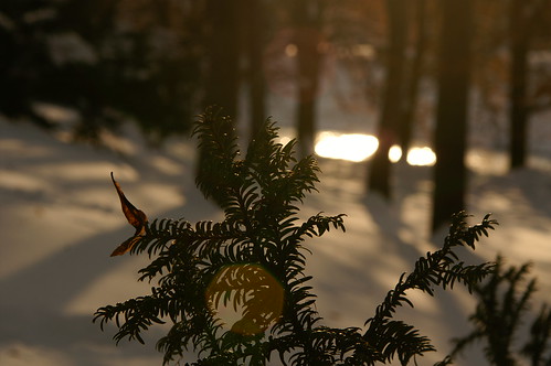 park winter sunset snow tree branch twig zima stromy stíny slunce sníh západ větvička větev jehličí