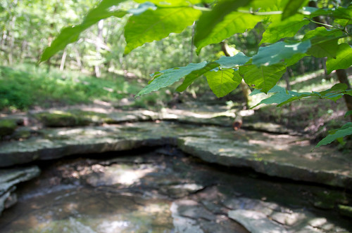 water pool leaves leaf hiking trails hike rockbridgestatepark afsdxvrzoomnikkor18200mmf3556gifed springbrooktrail rockshelves
