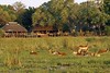 Mombo Camp, Okavango Delta, Botswana