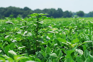 Picture of pigweed in a Soybean field.