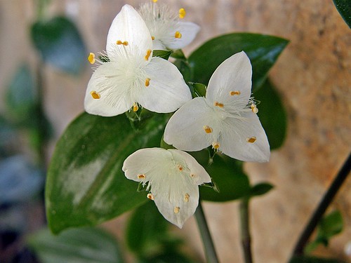 florcitas de santa lucia blanca  (Tradescantia fluminensis)