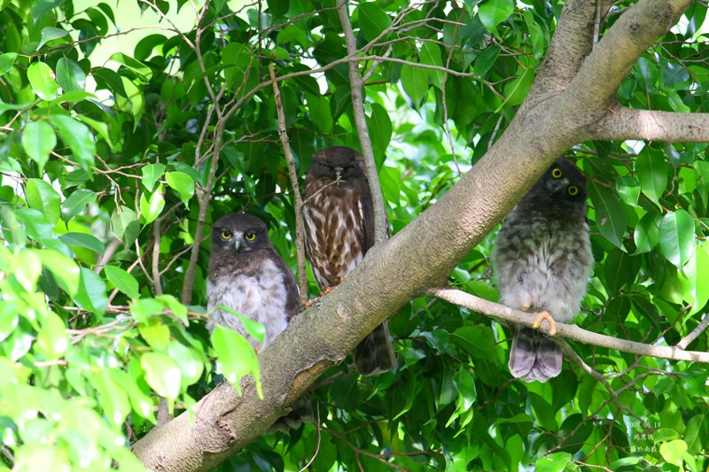 聚在枝頭上的褐鷹鴞們；圖：吳居穎。
