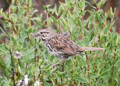 Song Sparrow DEFWR F 6-9-10 07