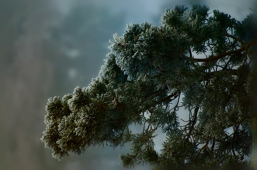 winter green pine frost dof chilly 20100918