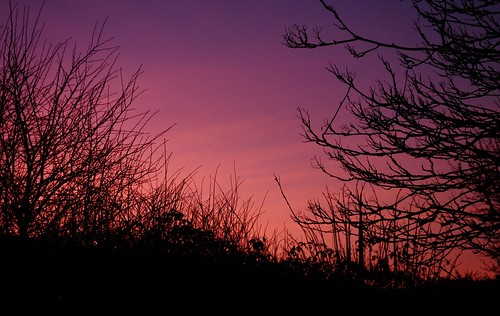 trees sunset red sky purple natural silhoutte unedited