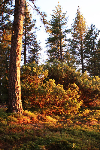trees sunset pine ponderosa murphys